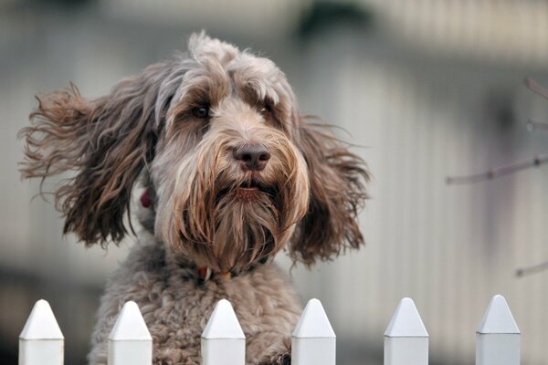 A shaggy dog jumping over a fence