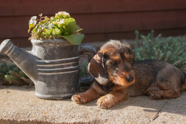 Chiot se trouve dans le jardin près du parterre de fleurs