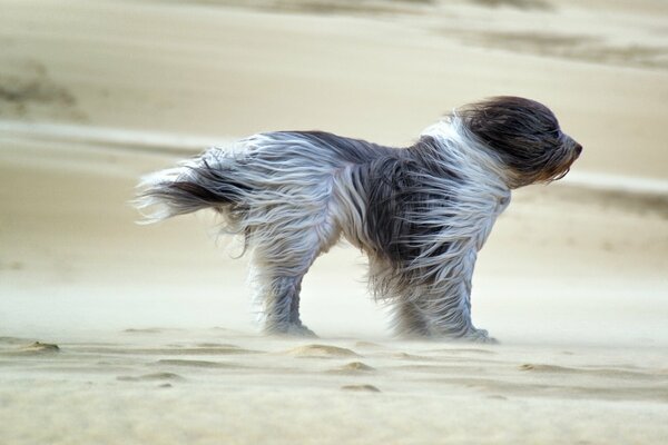 Perro en las arenas, el viento agita la lana