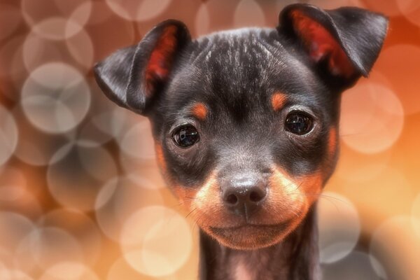 Chiot mignon filmé lors d une séance photo