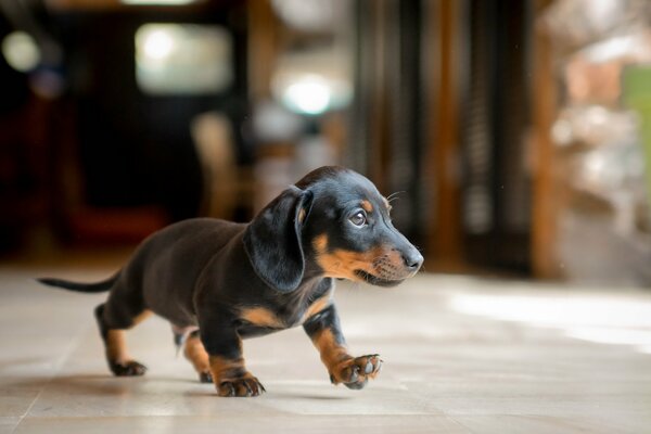 Danse humeur de chien