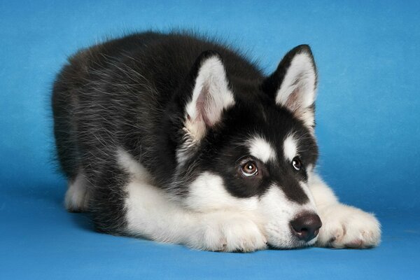 Chien noir et blanc Malamute sur fond bleu