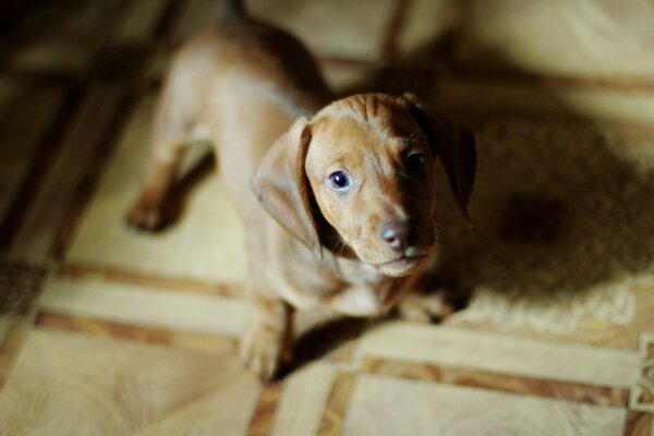 Adorable cachorro mirando fielmente