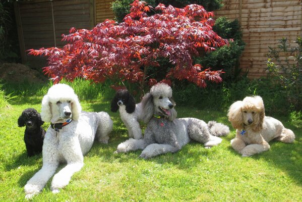 Cinq caniches assis sur l herbe sous un buisson