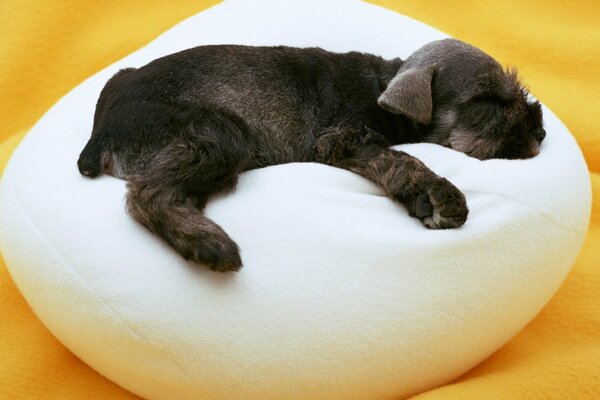 Chiot dort sur un pouf blanc