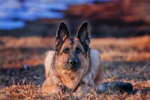 Ein deutscher Schäferhund schaut mit erhobenen Ohren in die Kamera. Es gibt Schnee im Hintergrund