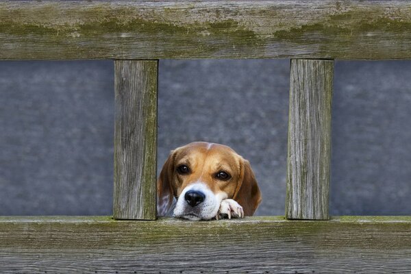 Cachorro mirando desde detrás de la valla