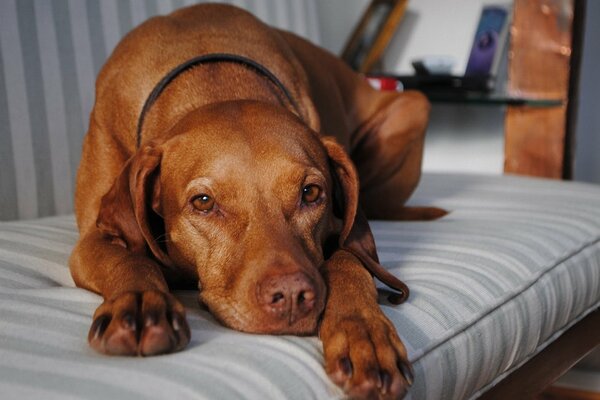 Le chien roux te manque