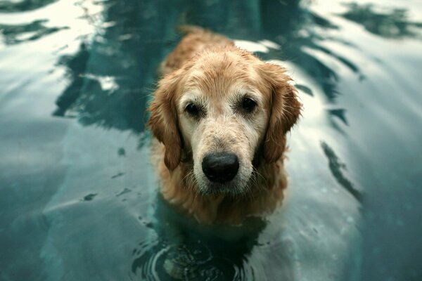 Perro rojo de pie en el agua