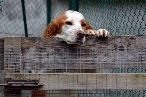 The dog is sitting in a cage behind a fence