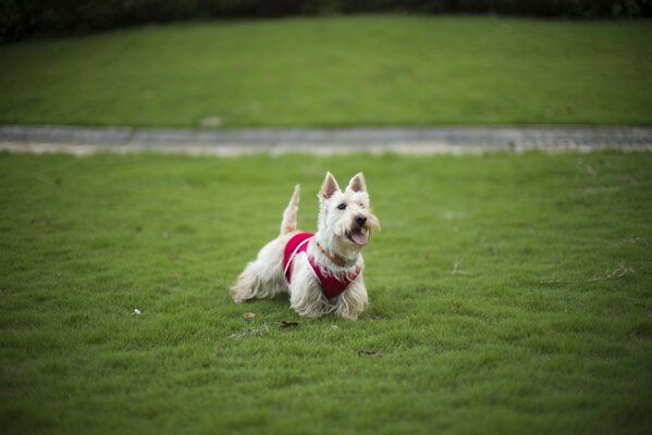 Terrier che corre sul prato