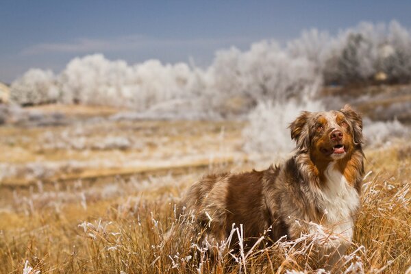 Hund geht in der Natur auf einem Feld spazieren