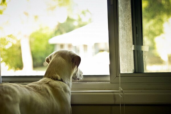 Haushund schaut aus dem Fenster