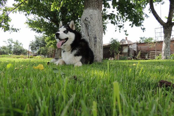 Siberian Husky ruht sich auf dem Rasen aus