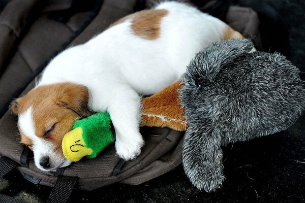 The puppy fell asleep in an embrace with a toy