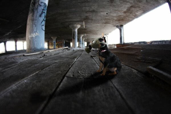 A dog in a gas mask under a viaduct