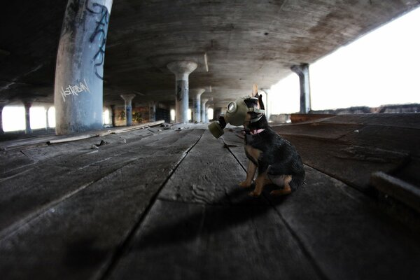 A dog in a gas mask in the exclusion zone