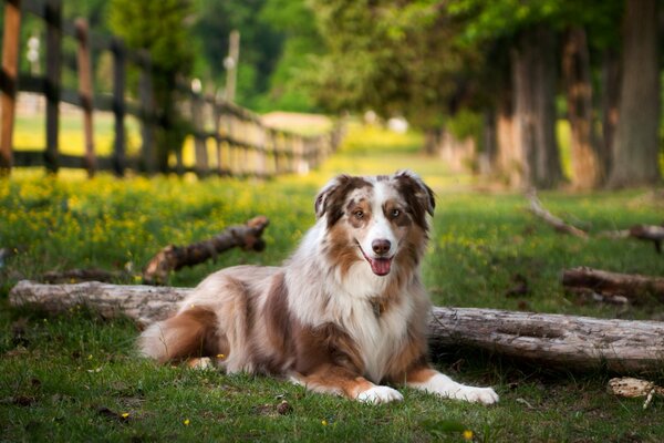 Friendly dog on the ranch