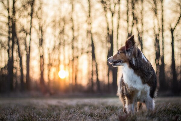 Portrait of a dog on the background of a fallen forest