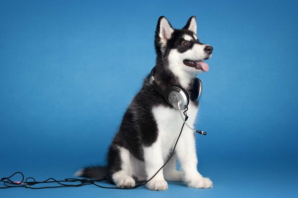 Malamute mit Kopfhörern um den Hals auf blauem Hintergrund