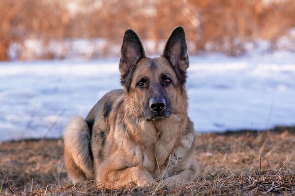 A German Shepherd looks into the camera. The dog is lying on dry grass, snow is visible from behind