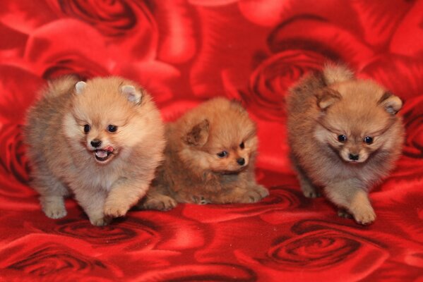 Trois chiots sur fond rouge