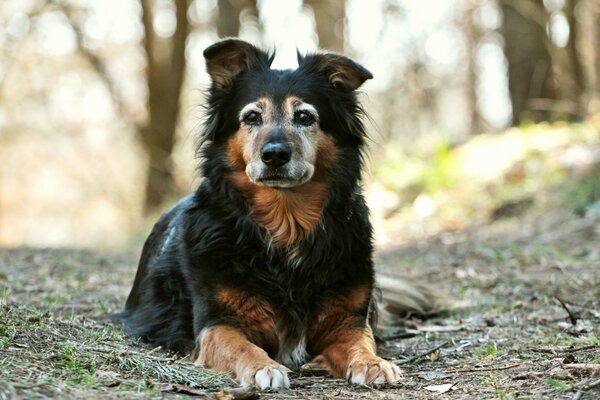 Perro negro fiel amigo