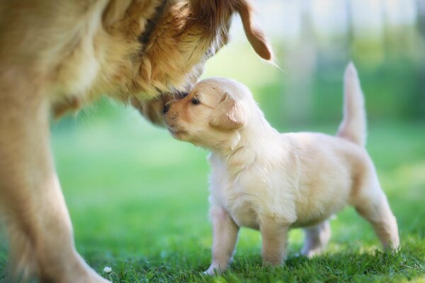 Golden Retriever puppy with mom