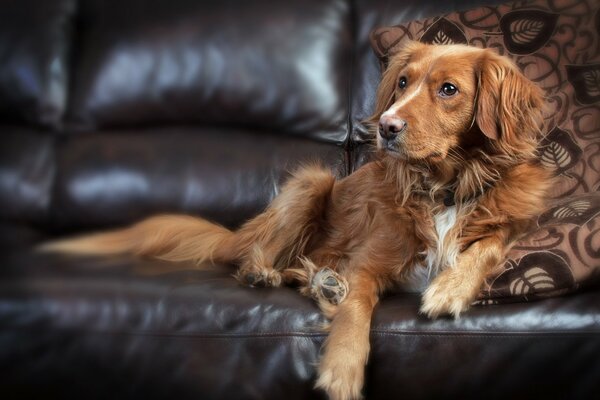 Der Hund auf der Ledercouch schaut zur Seite