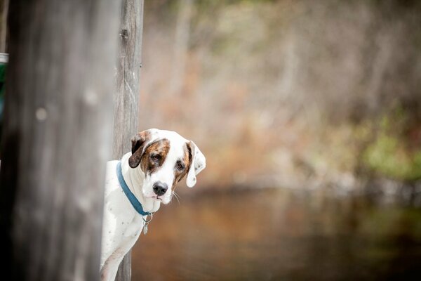 Hide and seek with a dog in the woods