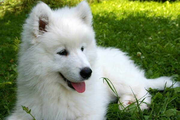 White puppy samoyed grass