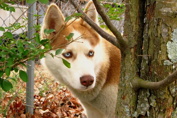 Perro astuto asomándose por detrás de un árbol