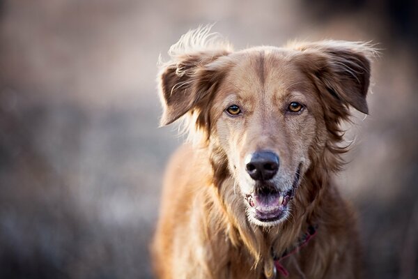 Redhead großer Hund, ein treuer Freund