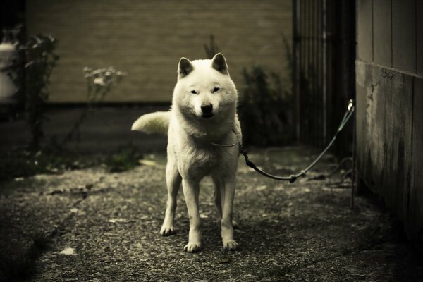 Weißer Hund an der Leine an der Betonwand