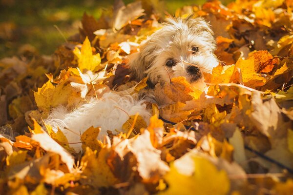 Hund spielt in Herbstlaub