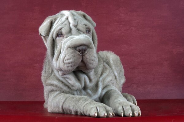 Fotogener Sharpei auf dem Desktop