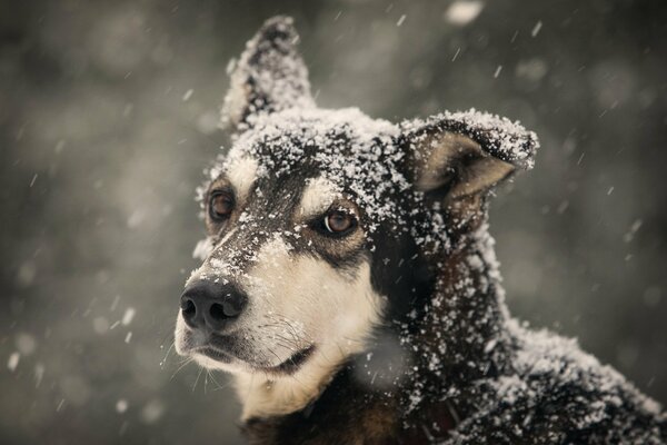 Le regard du chien le plus dévoué