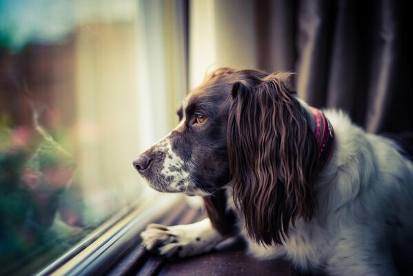 Perro mirando por la ventana esperando