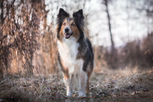 Peludo perrito en el bosque como un Collie