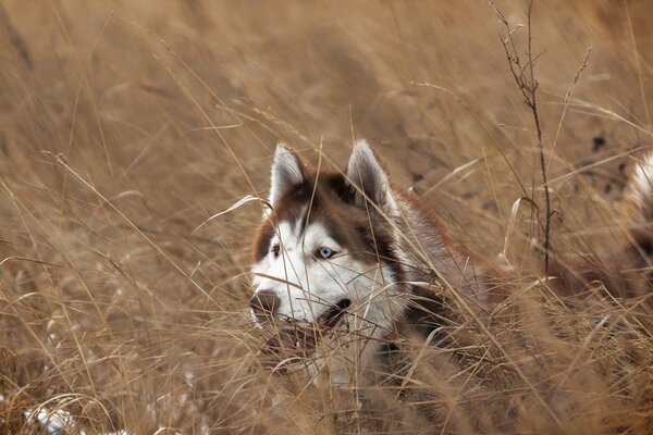 Husky aux yeux bleus souriant dans l herbe