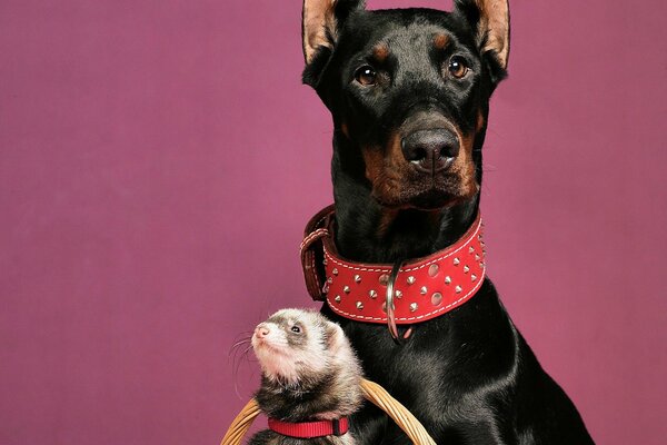 Doberman con un hurón en la canasta