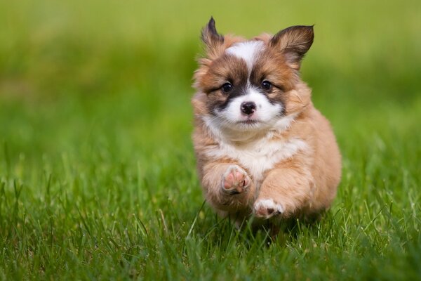 Charming toddler puppy on the grass