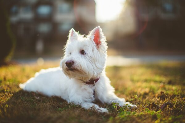 Petit chien blanc, pelouse d herbe, soirée d été