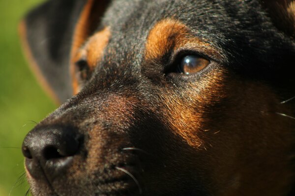 Dog s muzzle close-up