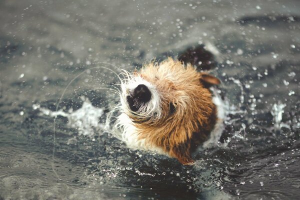 Zottiger Hund schüttelt sich im Wasser ab