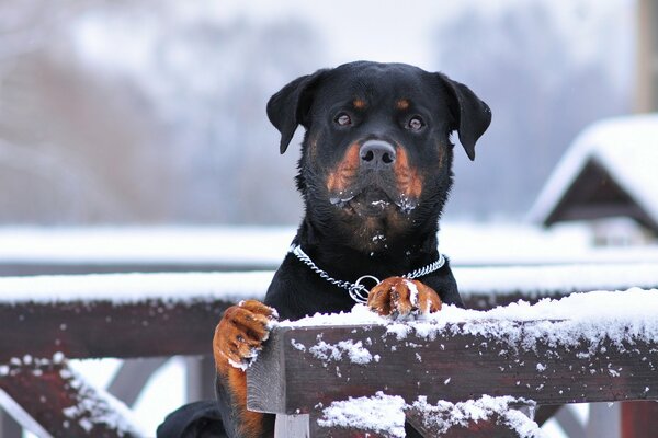 Cane Da Guardia Invernale con collare in metallo