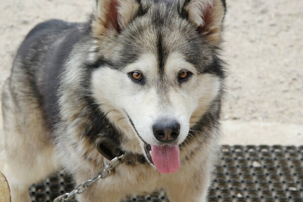 Husky con correa saca la lengua