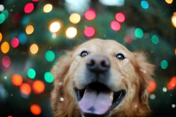 Sorriso da cane, sguardo allegro