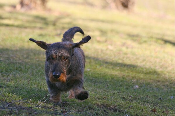 Pequeño perro negro, hierba de verano