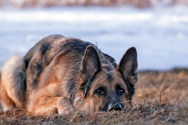 Berger allemand se trouve et regarde dans la caméra. Herbe sèche, en arrière-plan se trouve la neige